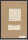 Campylodiscus hodgsonii W. Sm. (de-Toni-Nr.: Genus 57, Species 2432) Zeichnungen Sammlung Grunow Nr. 4897 (NHMW-BOT-W0373094)